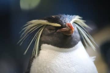 「眠るのは4秒ぐらい」！？　ペンギン水族館に聞く「色んなペンギンの睡眠法」に興味津々！