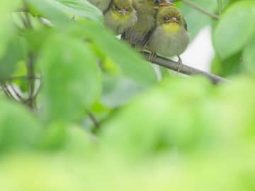 実家の庭の木に、緑の団子が…？　「ずんだ餅」「これが本当の…」の声