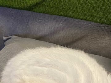 だんだんとホイップクリームに…　愛猫の『変身』に１０万いいね！