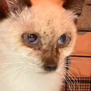 ポツンと雨宿りをしていたガリガリの子猫を保護したら…同じ猫とは思えない『感動のビフォーアフター』が47万再生「凄い！」「涙が溢れた」