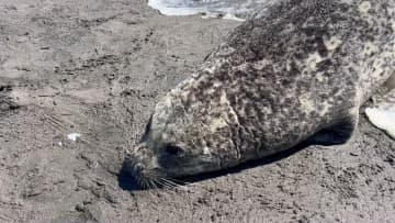 なぜ？海鳥約600羽・アザラシ6頭の死骸が＿野鳥やアザラシに“高病原性鳥インフルエンザウイルス”感染拡大「渡り鳥から感染したのではないか」北海道内4月に入り野鳥の感染急増―半数以上が根室地方