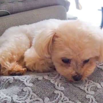 保護猫たちの里親が決定したら、一緒に暮らしていた犬が落ち込み…思った以上の光景が泣けると305万再生「優しい子」「もらい泣きしちゃう」
