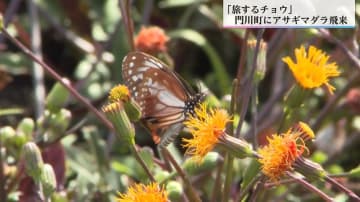 「旅するチョウ」アサギマダラが桃源郷岬で羽休め　スイゼンジナ300株に惹かれて優雅に舞う