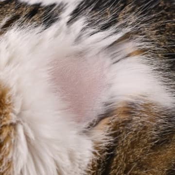 愛猫が『ハゲた』！病気のせい？心因性のもの？考えられる原因5つと対処法