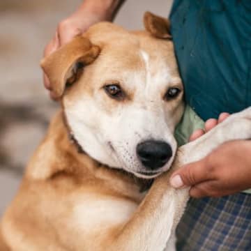 犬の『分離不安』を治す方法はあるの？愛犬が安心できる環境作りや改善策を解説