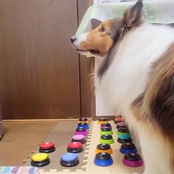 『お仕事やめてほしい』と犬が言うので、理由を聞いてみたら…衝撃の『会話ボタンでのコミュニケーション』に「すごすぎる」「賢い」と26万再生