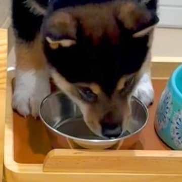 生後69日の赤ちゃん犬→水を飲みやすいように台を用意したのに…『逆なんだよなぁ』想定外な光景に「笑ったｗ」と29万再生