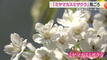 激レア！　世界中で唯一の「ミヤマカスミザクラ」見ごろ　花びらの先が割けているなど2つのサクラの特徴を受継ぐ【山形発】