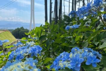 「あじさい祭」静岡・三島スカイウォークで、205品種13,000株の紫陽花＆富士山が織りなす絶景