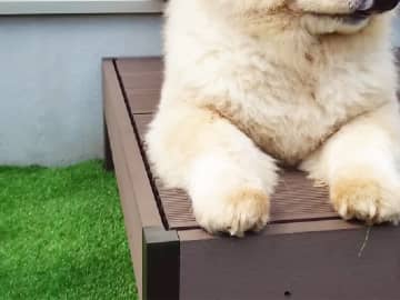 ベランダでたそがれるチャウチャウ、横を見ると？　「驚きすぎやろ！」「たまらん」