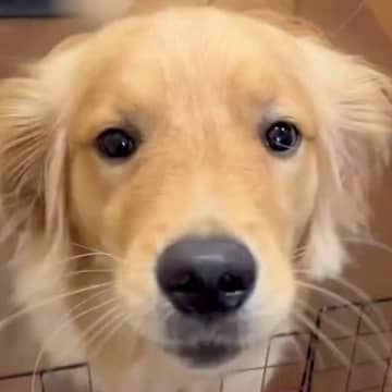 一度もお母さんから離れたことがなかった大型犬→５日ぶりの再会で…とんでもなく可愛い『喜びの舞』に「嬉しさ爆発してる」と３万再生の反響