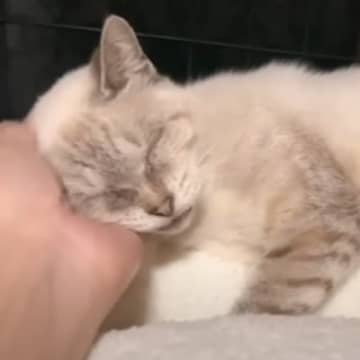 飼い主入院で遺棄された猫を保護→『ふわふわのベッド』をあげたら…まさかの反応に「泣いてしまった」「救ってくれてありがとう」と感動の声