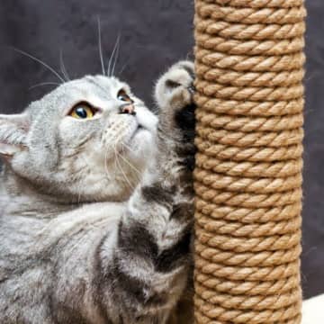 猫を『ストレスから守る』ための4つの工夫　メンタルケアの大切さも