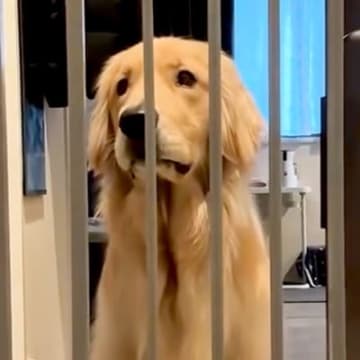 ゴミ捨てに行っている間、大型犬の行動をカメラで観察したら…想定以上だった『健気すぎる行動』が97万再生「本当に人間みたい」「可愛い」の声