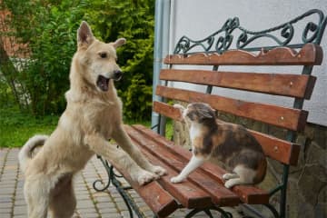 モフモフの嫉妬心。犬と猫、ヤキモチ焼きなのはどっち？その答えが意外すぎた！
