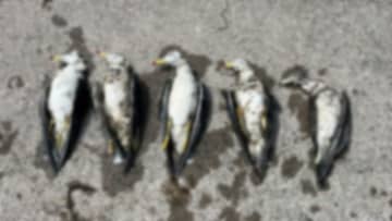 【鳥インフル】ラッコやアザラシも感染―ウイルスが変化している可能性も 北海道で過去最多の103例の感染確認  “人への感染”のリスクは？