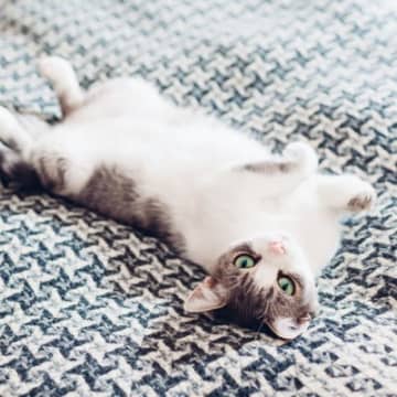 猫があなたの『愛情を試している』ことを示す行動3選　愛が足りてないからするの？