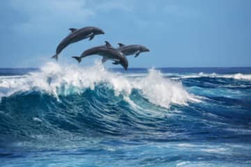 タコには脳みそが9つある！？『海の生き物』おもしろ雑学5選