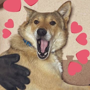 「譲渡会でおびえていた」という元保護犬→数年後、「独特な笑顔で笑わせてくれる」最高の存在に！