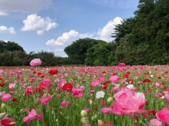 【鴻巣】“川幅日本一”のまちが誇る花畑は圧巻！「こうのす花まつり」：5/10(土)～18(日)