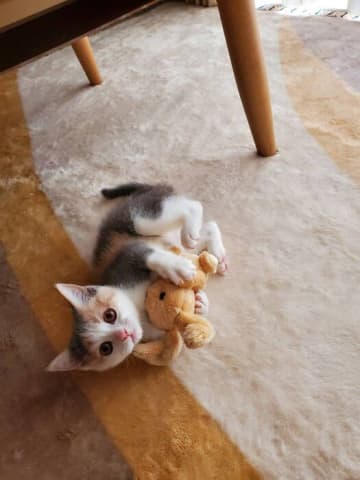 怖がりでベッドの下によく隠れていた生後3カ月の子猫→4才になり、甘えん坊な“箱入り娘”に成長したビフォーアフターにほっこり！