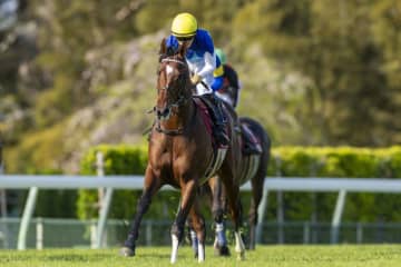 【NHKマイルC】G1馬アドマイヤズームは474キロ…出走馬の調教後の馬体重