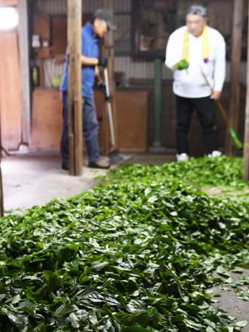 足柄茶栽培100年の節目、製茶作業ピーク「爽やかな香り、こく深い味に」