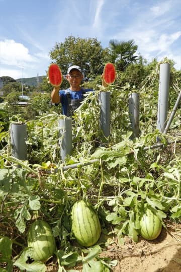 プロが見つけた家庭菜園が激変する裏ワザ！ 常識を覆す謎だらけな「無農薬・無化学肥料で収量＆品質爆上げ」テクニックとは？