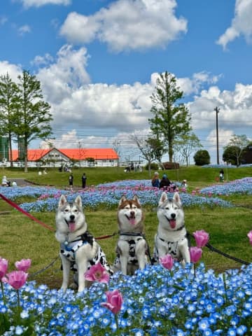 「こっち見ろーい」3匹のハスキーの自由すぎる記念撮影に10万いいね「最高すぎ」「逆にすごい」