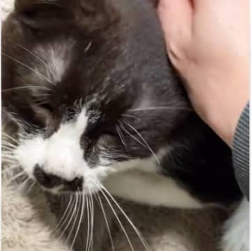 ママに撫でられて気持ちよさそうな表情の猫が、突然…まさかの『大変身する瞬間』に爆笑する人続出「想像以上に怪獣ｗ」「潜んでいたとはｗ」