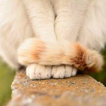 猫が『前足をしっぽで隠している』ときの気持ち3選　きちんとおすまししているように見えるけど…