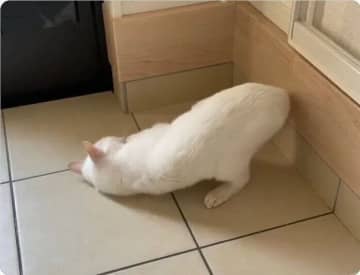 「マーキング師」登場！猫が入念にスリスリする理由｜獣医師解説