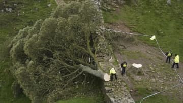 樹齢２００年超の名木、切り倒した男２人に有罪評決　英ハドリアヌスの長城の名所
