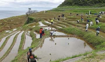 輪島「白米千枚田」で田植え　被災地でボランティアら100人