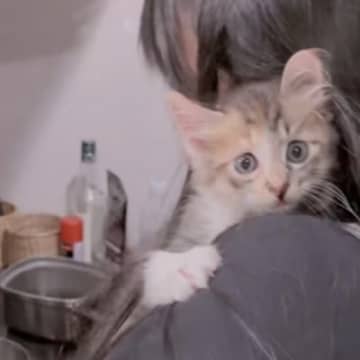 台風の日に子猫を保護して『3日目』になると…肩から全然離れない『尊すぎる姿』が330万再生「あかんキュン死する」「可愛すぎてしんどい」