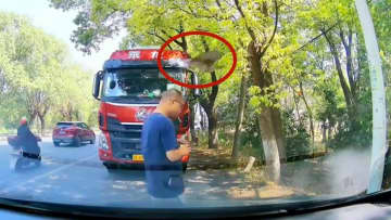 道端でたばこを吸おうとしていた男性、後頭部を猛禽類に襲われる―中国