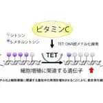 年齢とともに”薄くなる肌”をビタミンCが防ぐ可能性