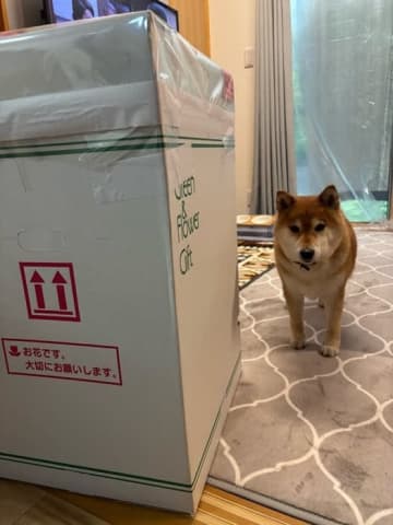 「竜ちゃんの命日にと」 上島竜兵さんの妻、自宅に届いた大きな箱の中身を明かす