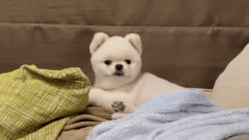 「マッハ振り向き」にファンもほっこり 新庄監督、愛犬ヲォルクの動画が話題