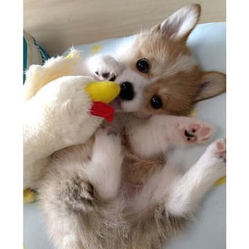 ゴロンとヘソ天していた生後3カ月の無邪気な子犬→「4年後の表情豊かな成長姿」にほっこり