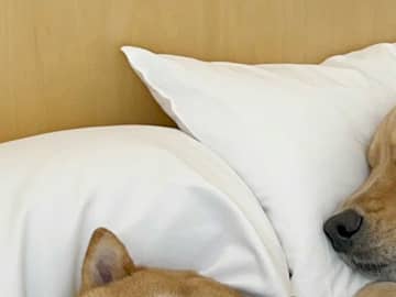妻が寝室の扉を開けると？　光景に「ガチで泣いた」「あまりにも平和」