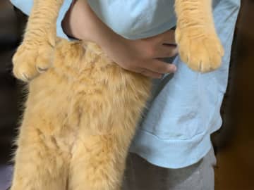 ９歳娘に寝室に連れて行かれる猫　表情を見ると？「笑っちゃった」「完全に諦めてる」