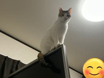 テレビの上から飼い主を見下ろす猫　「そろそろごはんの用意しないとここから飛ぶぞ」と言ってそうな姿にクスッ！