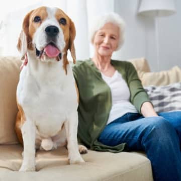犬の『シニア期』何歳から？愛犬が老犬になったときに飼い主がすべき配慮まで