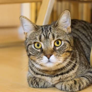 猫の『毛色・柄ごとに性格が違う』のはなぜ？4つのタイプ別に性格と歴史を解説