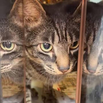 出社しなきゃなのに…外からポストを覗いてみると→猫の『可愛すぎる行動』が146万再生「勢い凄くて笑った」「マッハ4くらい出てる」