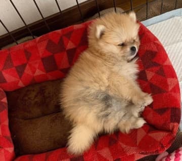新しい家族のもとで、安心しきって眠るポメラニアンの子犬→4年後、「家族に愛情を最大限伝えてくれるコ」に成長！