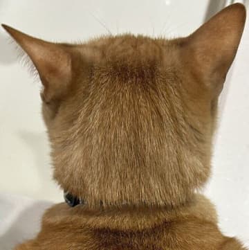 「なんか、かわいい」1年半前の雨上がりに保護した子猫 → 流し台をのぞく背中にジワジワくる