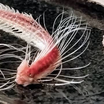 簡単！こんなに綺麗に小骨まで取れるイワシの手開き！即席イワシのごま漬け！