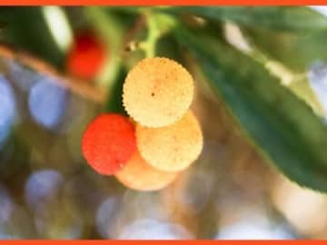 イチゴノキの育て方と魅力【ストロベリーツリー/Strawberry Tree】